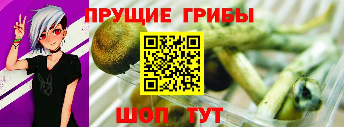 Галлюциногенные грибы Psilocybine cubensis Подольск